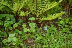 Corydalis cashmeriana